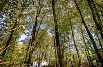 Locatii de nunta in aer liber - TreeHouse